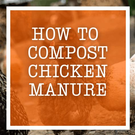 How To Compost Chicken Manure