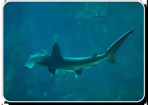 Learn About Scalloped Hammerhead Shark Facts Here - Shark Sider