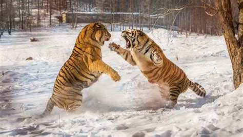 Tiger fight - Most Beautiful Picture