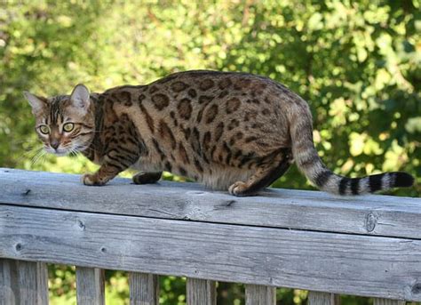 Bengal Cat Colors: Rarest to Most Common - A-Z Animals