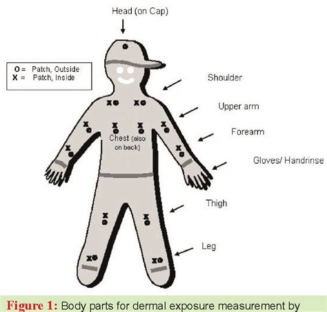 Figure 1 from On dermal exposure assessment. | Semantic Scholar