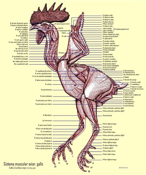 Dog Anatomy, Animal Anatomy, Anatomy Study, Anatomy Drawing, Anatomy ...