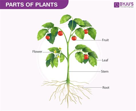 READ THE SCIENCE: 1.1 Leaves, stems and roots