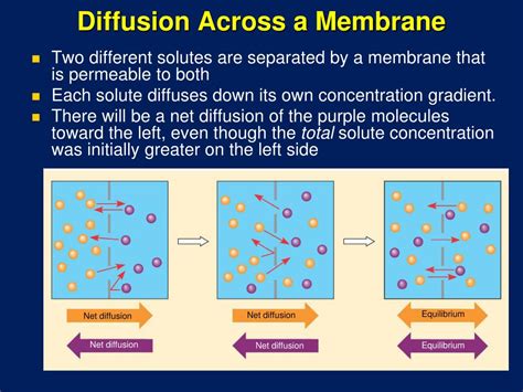 PPT - Cell Membrane Structure and Function PowerPoint Presentation, free download - ID:436575