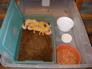 Leopard Gecko Breeding Part 5 |Harems, Menopause, and More ...