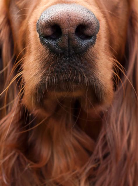 Who Nose: 21 Close-Up Photos From Across the Animal Kingdom - The Shutterstock Blog