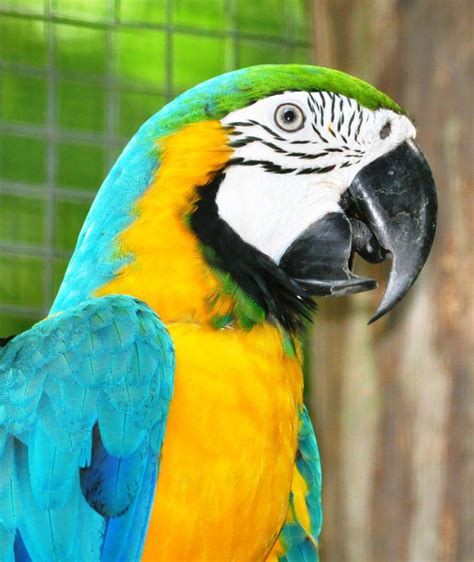 Macaw in the Amazon Rainforest | Amazon rainforest, Rainforest, Macaw