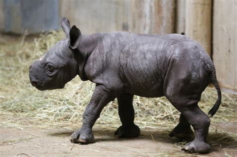 Endangered Black Rhino Calf Born at Lincoln Park Zoo - Animal Fact Guide