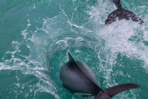 Akaroa Dolphins - Akaroa Harbour Nature Cruise: A Remarkable Experience ...