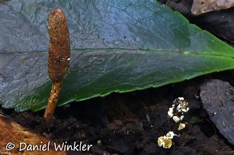 Cordyceps Blog | Mushroaming - Daniel Winkler's Webpages Dedicated to Mushrooms and Nature Tours