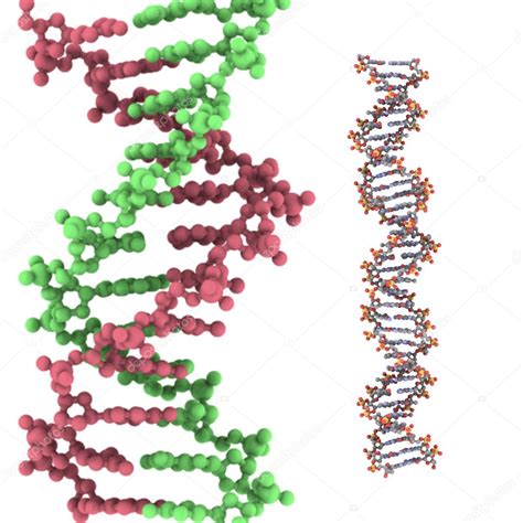 DNA double helix model — Stock Photo © ibreakstock #10824651