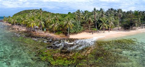 Photo of Coconut Trees on Beach · Free Stock Photo