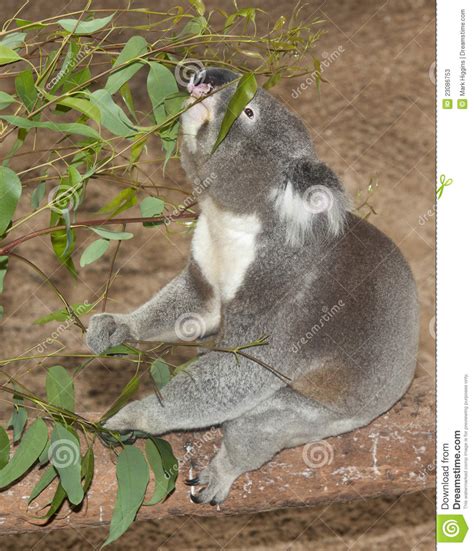 Koala eating stock image. Image of eating, limb, eucalyptus - 23086753