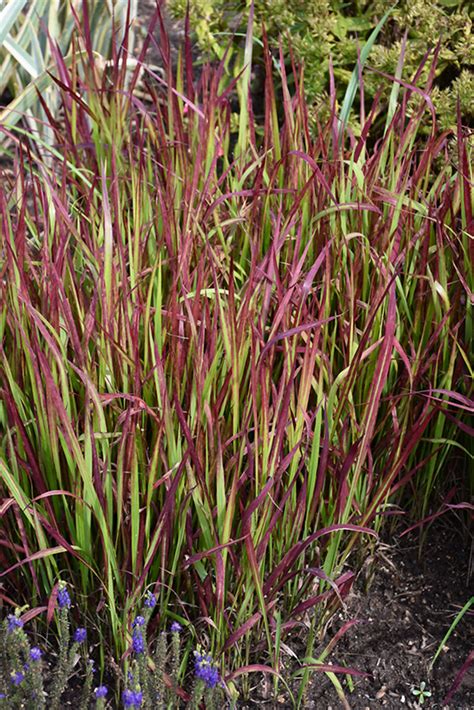 Red Baron Japanese Blood Grass (Imperata cylindrica 'Red Baron') in Vancouver Victoria Burnaby ...