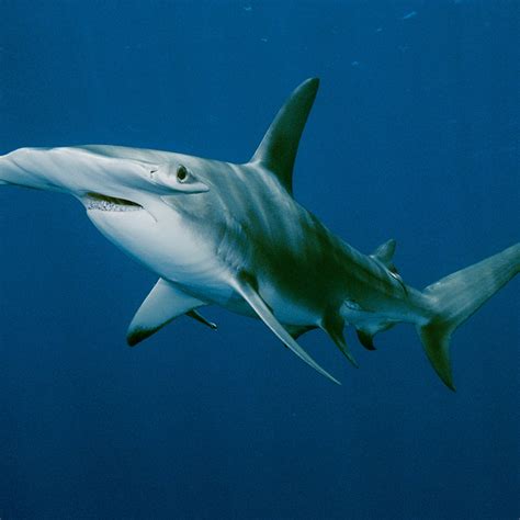 Great Hammerhead Shark Size