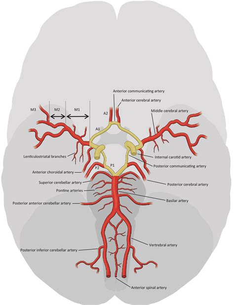 Relevance of the cerebral collateral circulation in ischaemic stroke: time is brain, but ...