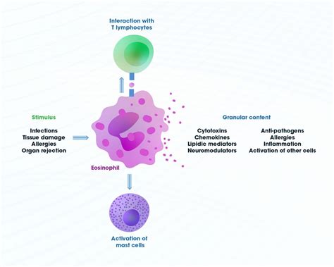 Eosinophils: Eosinophil Origin, Function and Related Conditions Including Eosinophilia ...