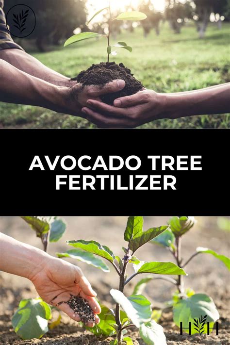 Avocado tree fertilizer 🥑 🌿 Secrets for a fruitful yield