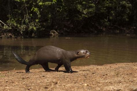 The Most Amazing Wildlife In Guyana And The Best Places To Admire It