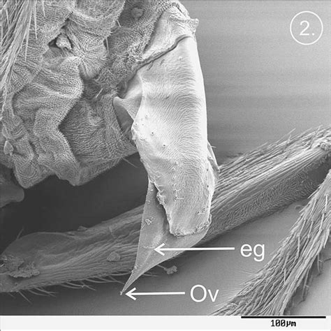 ovipositor of Ps. formicarum in a dorso-lateral view. Ov = ovipositor ...