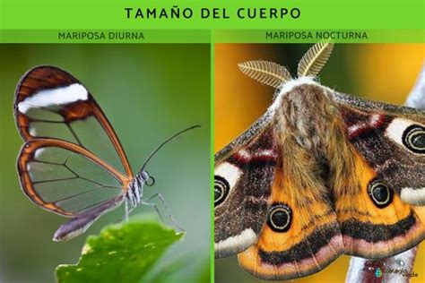 7 diferencias entre mariposas diurnas y nocturnas - Resumen con FOTOS