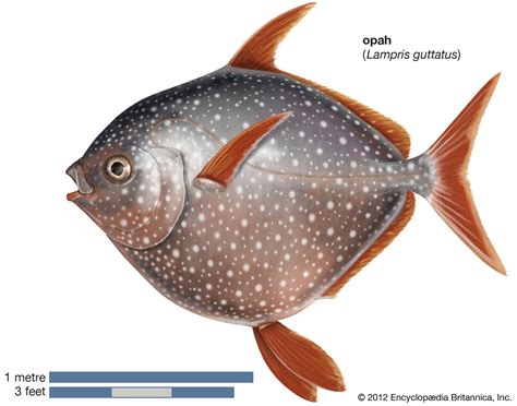 Fish | Definition, Species, Classification, & Facts | Britannica