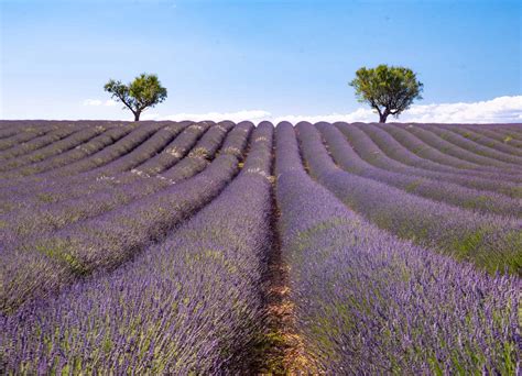 Valensole Lavender Fields - Driving the Lavender Route in Provence