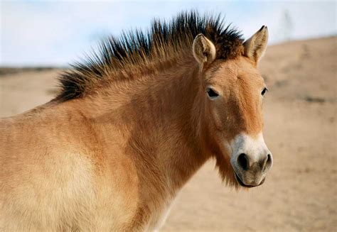 Przewalski's Horse