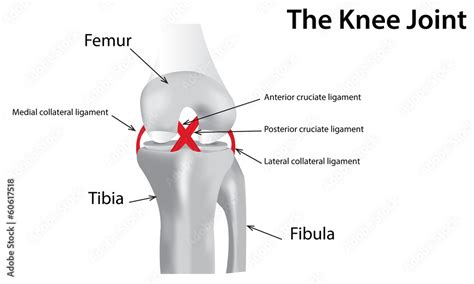 The Knee Joint Stock Illustration | Adobe Stock