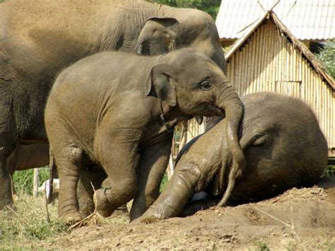 Ethical elephant encounters in Thailand – Amazing Thailand