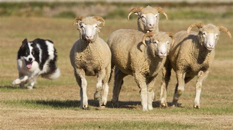 Sheep Herding Dogs