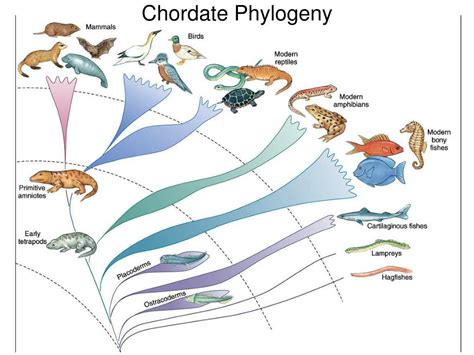 PPT - Phylum Chordata PowerPoint Presentation, free download - ID:481618