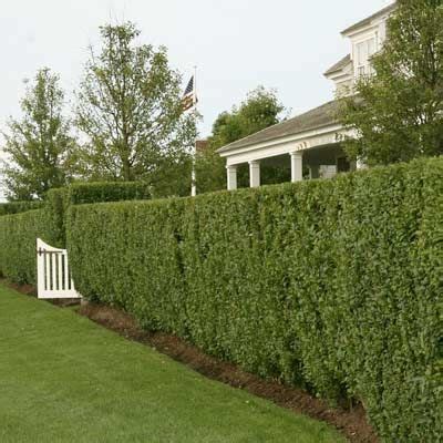 How To Design and Care for a Privet Hedge - This Old House