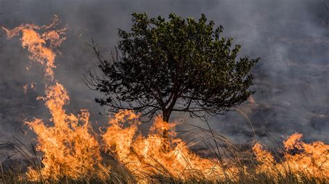 How animals are adapting to the rise of wildfires