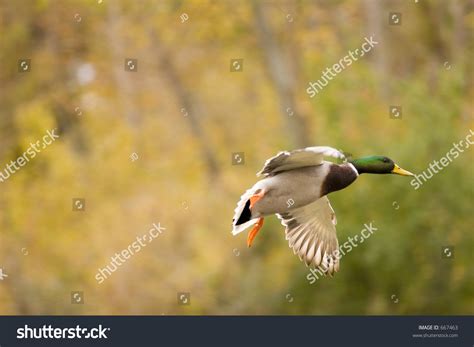 Flying Drake Mallard Duck Stock Photo 667463 : Shutterstock