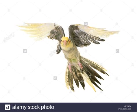 Free download flying cockatiel in front of white background Stock Photo [1300x1066] for your ...