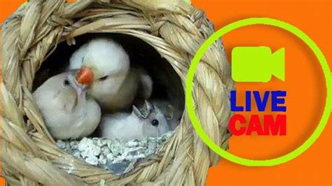 Live Bird Feeder Cam