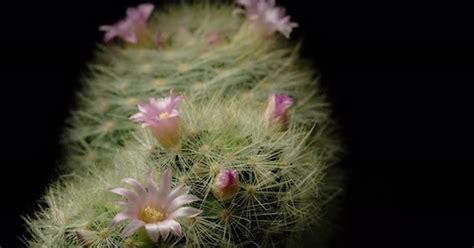 Cactus flower blooming time lapse., Stock Video - Envato Elements