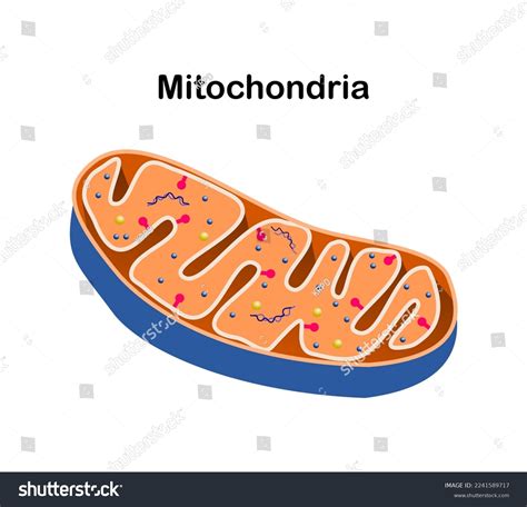 Mitochondria Diagram With Labels