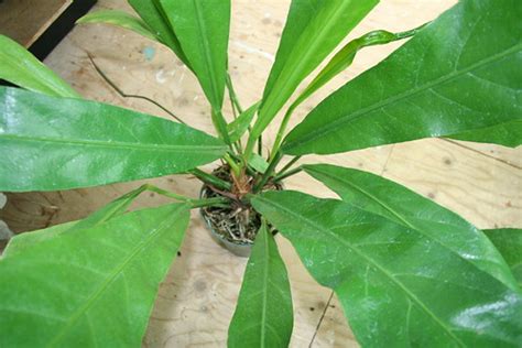 Bird's Nest Anthurium (Anthurium crenatum) | Jean-Francois Brousseau | Flickr