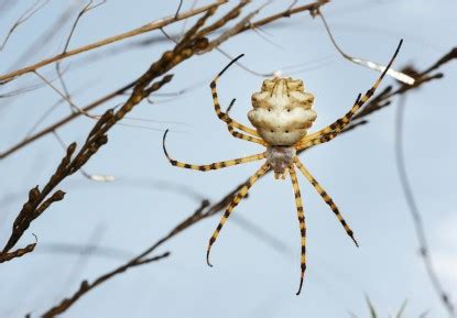 Getting Rid Of Spiders Outside House | ThriftyFun