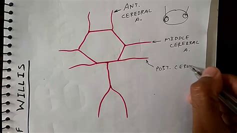 Circle Of Willis Diagram