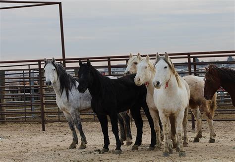 Saylor Creek Wild Horses to Go Up for Adoption This Week