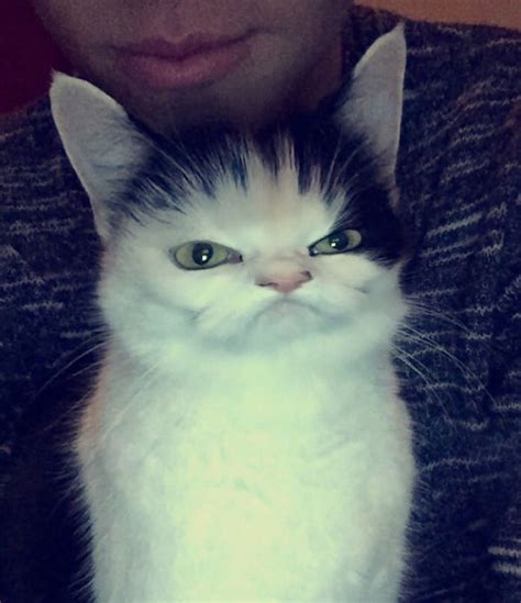 Don’t Think My Cat Is Appreciating The Snapchat Filters | Bored Panda