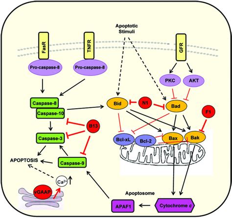 Pathways of apoptosis and their inhibition by VACV. Apoptosis can be ...