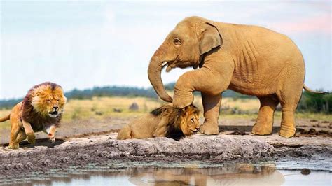 Elephant Lion Fight Images | PeepsBurgh.Com