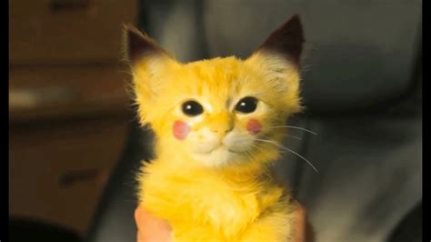 The Explosive Cuteness Of A Real-Life Pikachu-Kitten