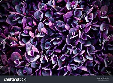 Purple Leaf Ground Cover Plant Stock Photo 1441394750 | Shutterstock