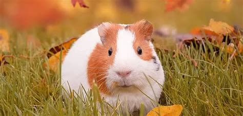 Can Guinea Pigs Eat Bell Peppers? Quick Facts For You! - PetCosset