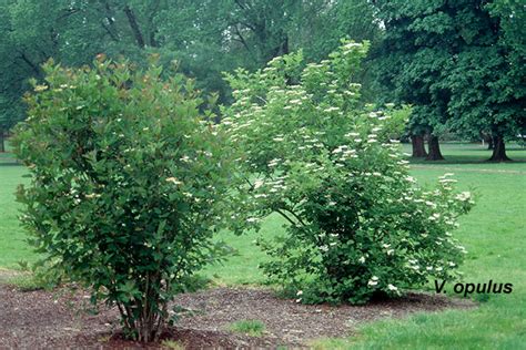 Viburnum trilobum | Landscape Plants | Oregon State University